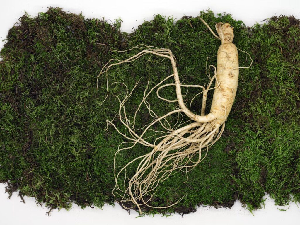 A bundle of fresh ginseng roots.