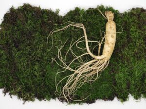 A bundle of fresh ginseng roots.